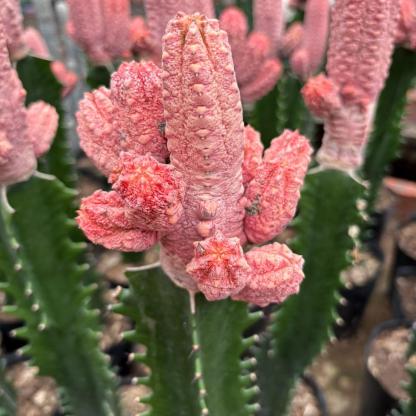 8-15cm Euphorbia abdelkuri （Variegated）