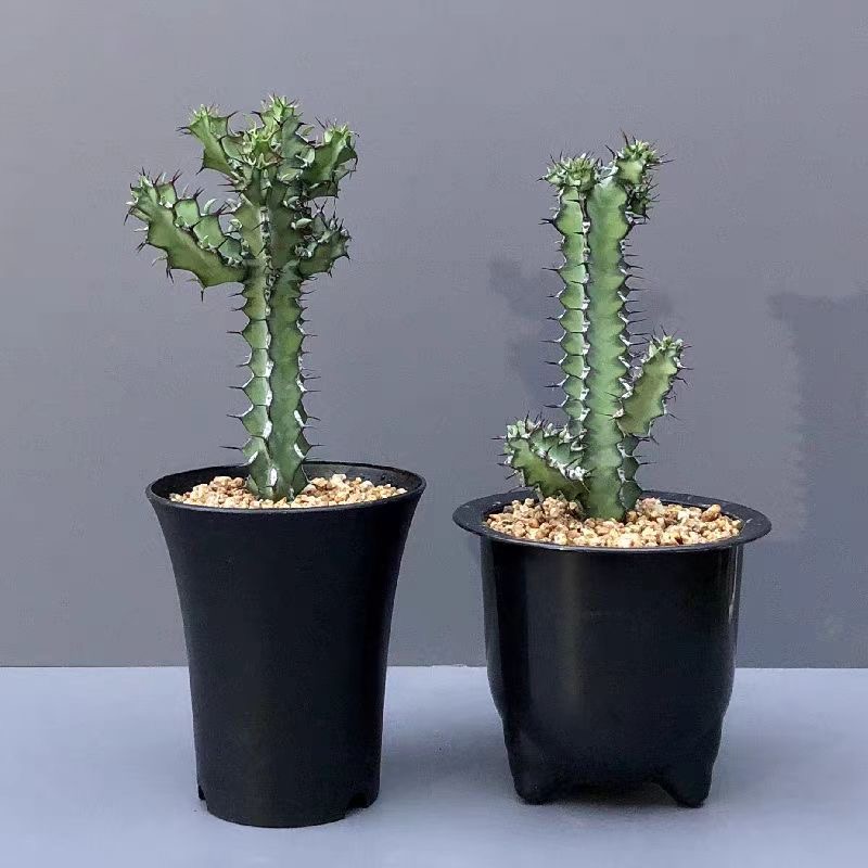 8-12CMEuphorbia zoutpansbergensis