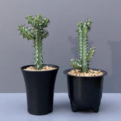 8-12CMEuphorbia zoutpansbergensis