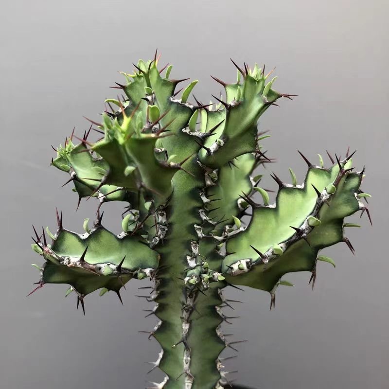 8-12CMEuphorbia zoutpansbergensis