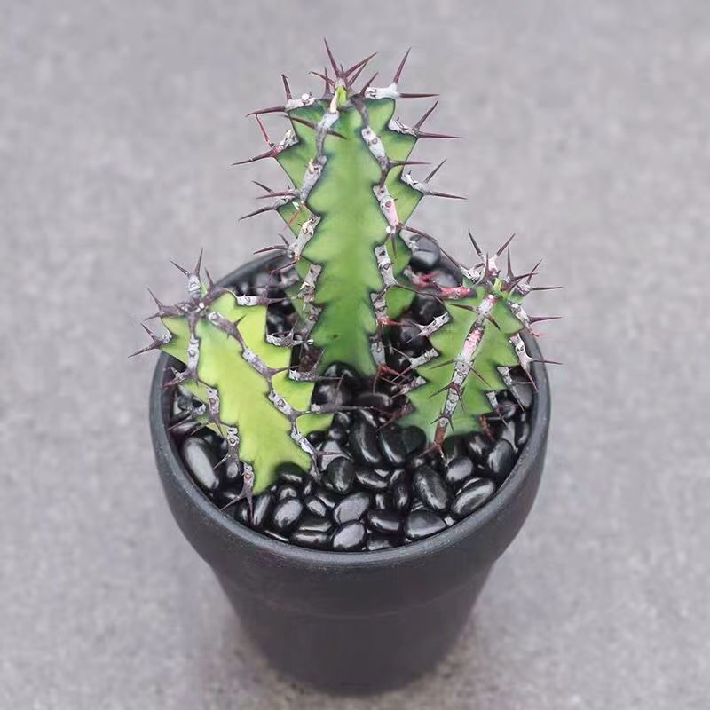 8-12CMEuphorbia zoutpansbergensis