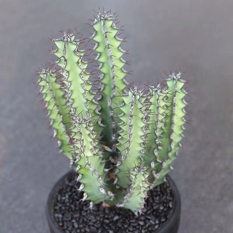 8-12CMEuphorbia zoutpansbergensis