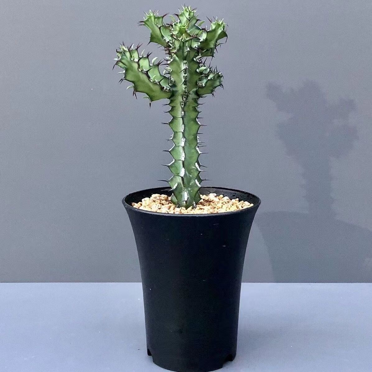 8-12CMEuphorbia zoutpansbergensis