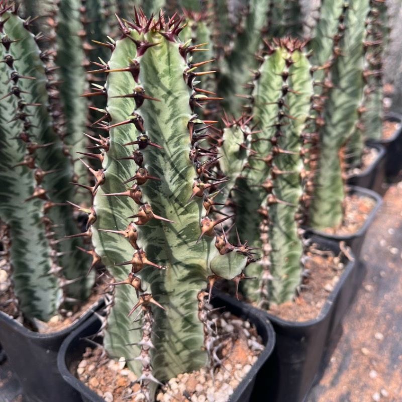 8-10cm Euphorbia confinalis subsp. rhodesiaca