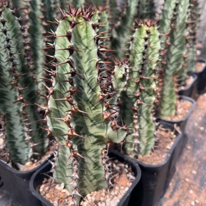 8-10cm Euphorbia confinalis subsp. rhodesiaca