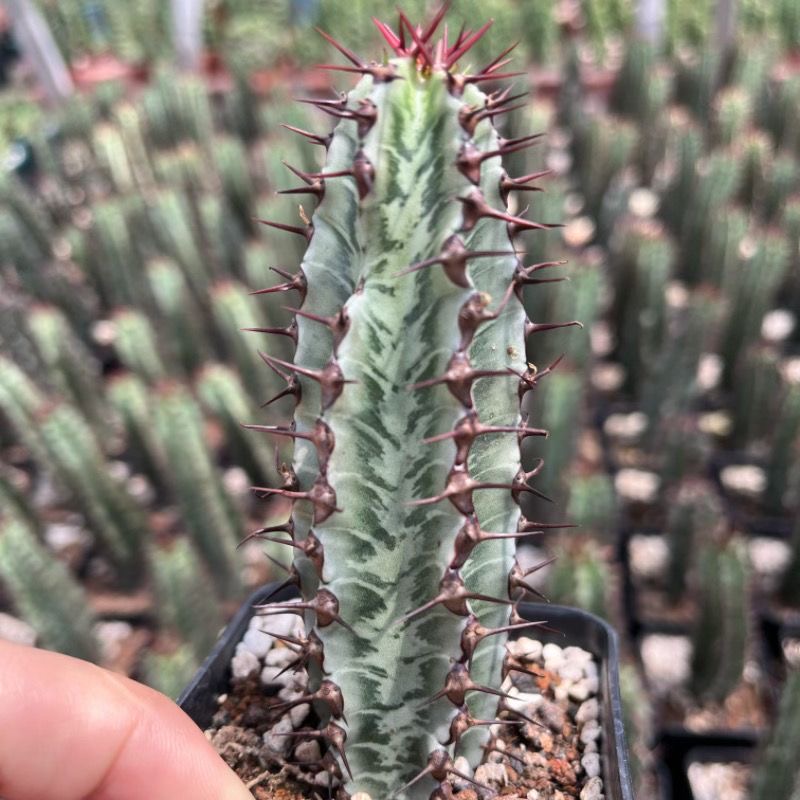 8-10cm Euphorbia confinalis subsp. rhodesiaca