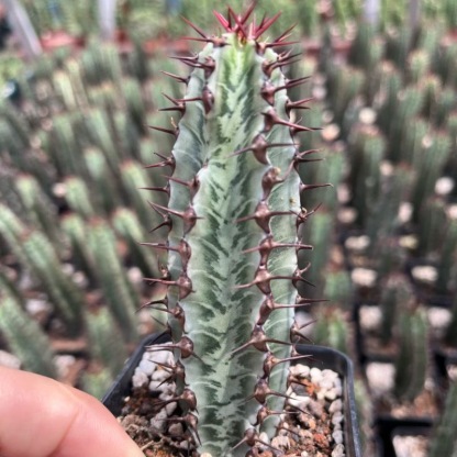 8-10cm Euphorbia confinalis subsp. rhodesiaca