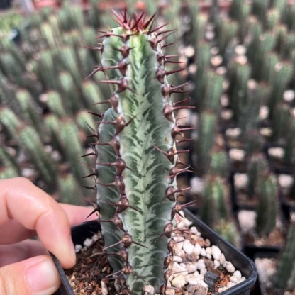 8-10cm Euphorbia confinalis subsp. rhodesiaca