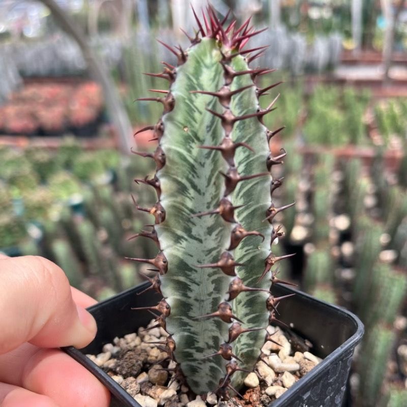 8-10cm Euphorbia confinalis subsp. rhodesiaca