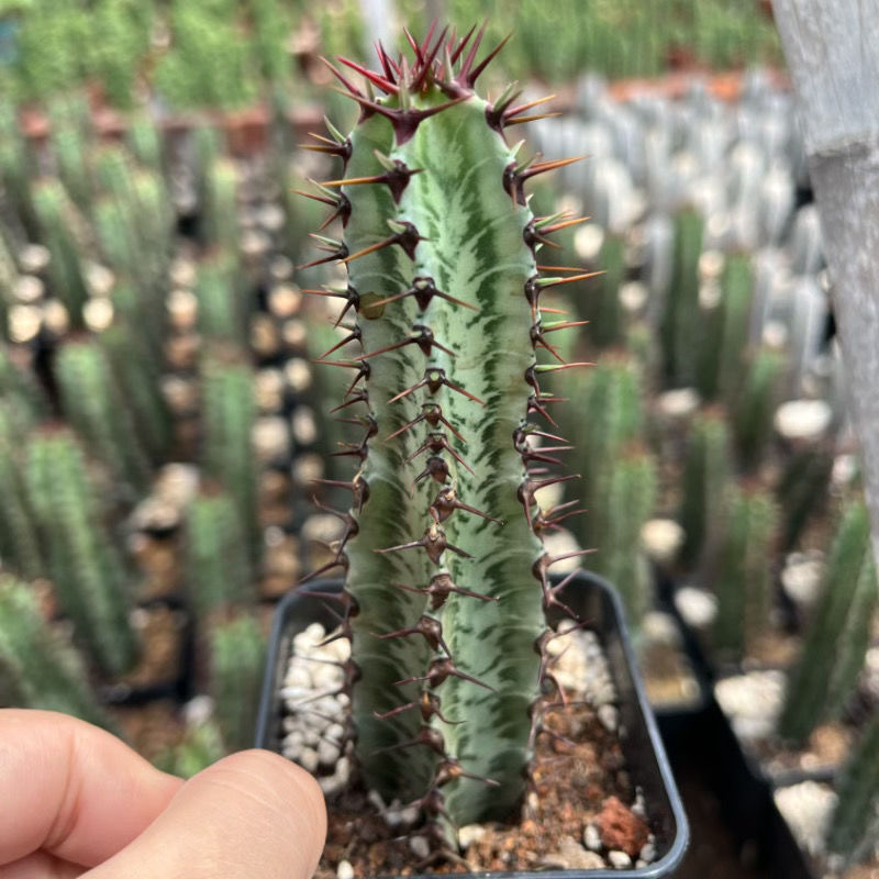 8-10cm Euphorbia confinalis subsp. rhodesiaca