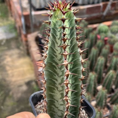 8-10cm Euphorbia confinalis subsp. rhodesiaca