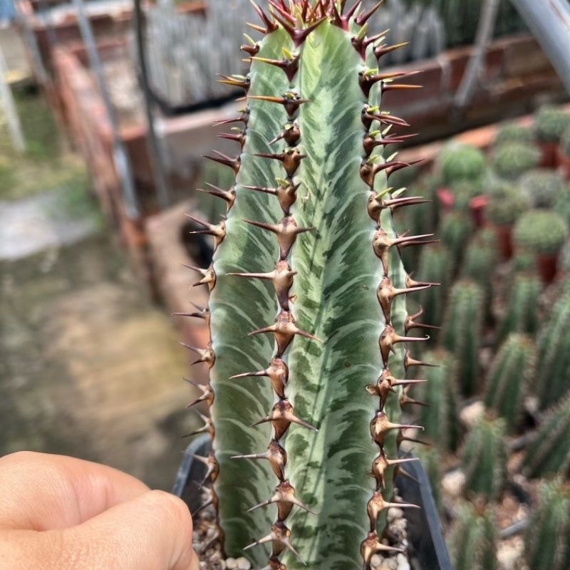 8-10cm Euphorbia confinalis subsp. rhodesiaca