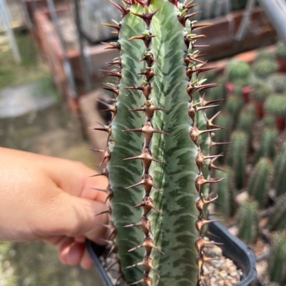 8-10cm Euphorbia confinalis subsp. rhodesiaca