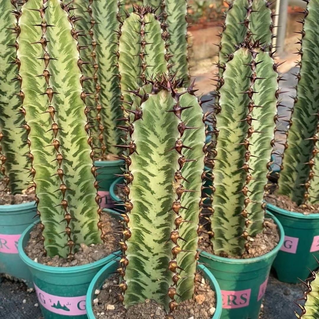 8-10cm Euphorbia confinalis subsp. rhodesiaca