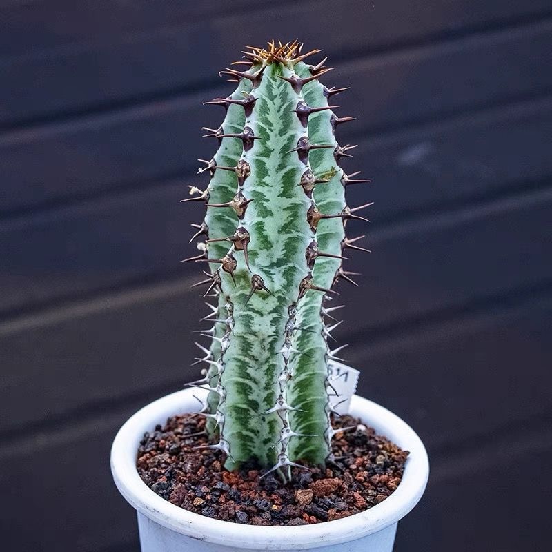 8-10cm Euphorbia confinalis subsp. rhodesiaca