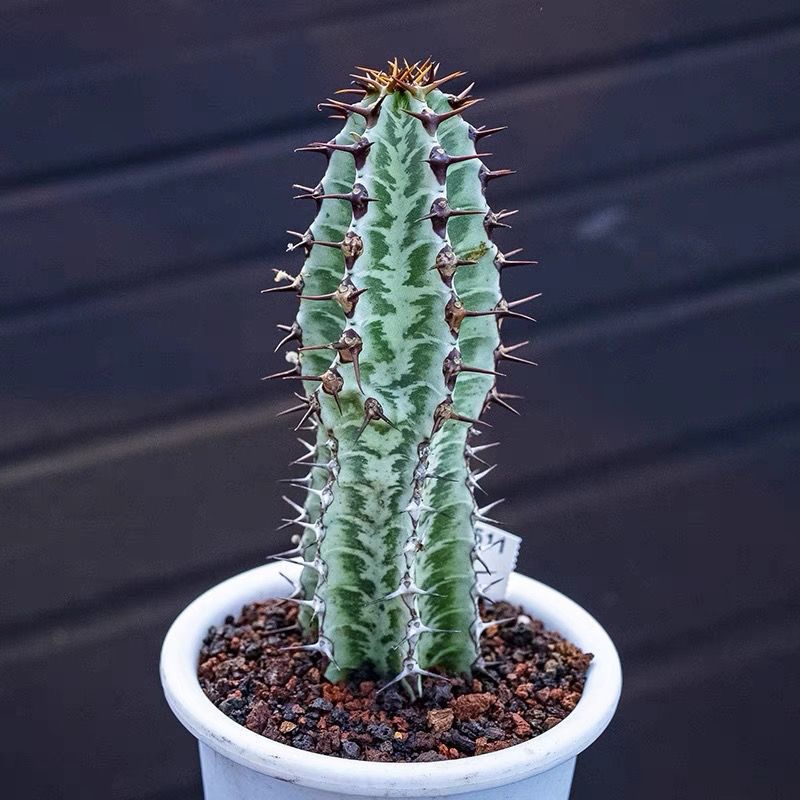 8-10cm Euphorbia confinalis subsp. rhodesiaca