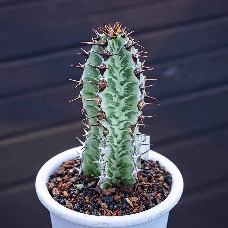 8-10cm Euphorbia confinalis subsp. rhodesiaca