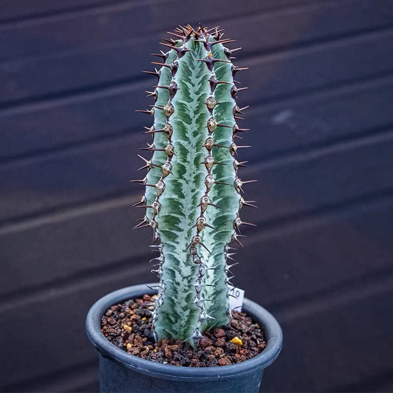 8-10cm Euphorbia confinalis subsp. rhodesiaca