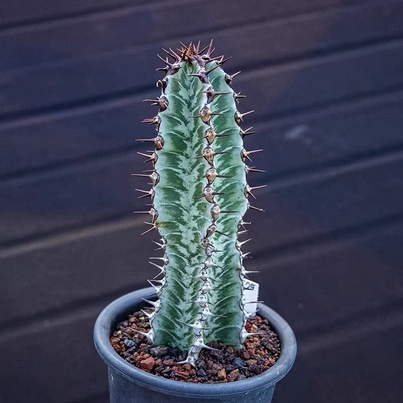 8-10cm Euphorbia confinalis subsp. rhodesiaca