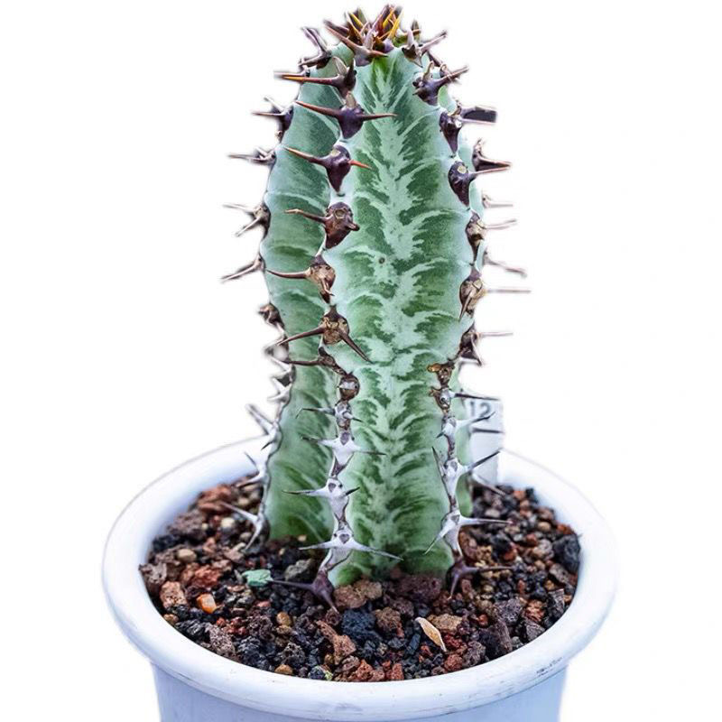 8-10cm Euphorbia confinalis subsp. rhodesiaca