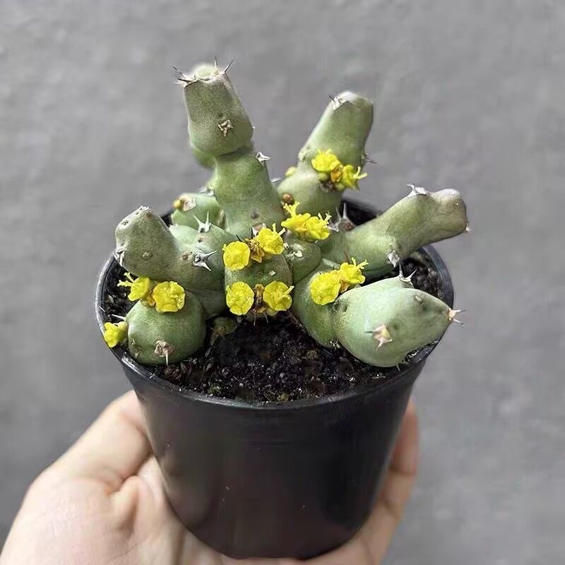 5-10cm Euphorbia clivicola
