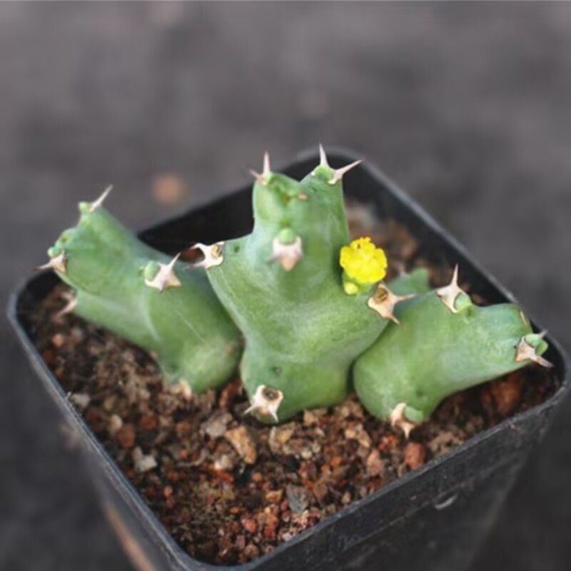 5-10cm Euphorbia clivicola 