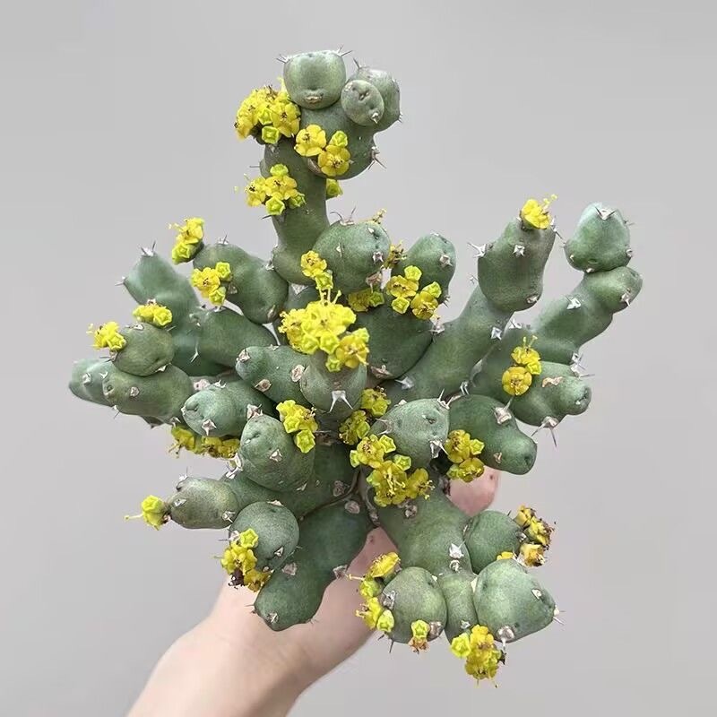 5-10cm Euphorbia clivicola 