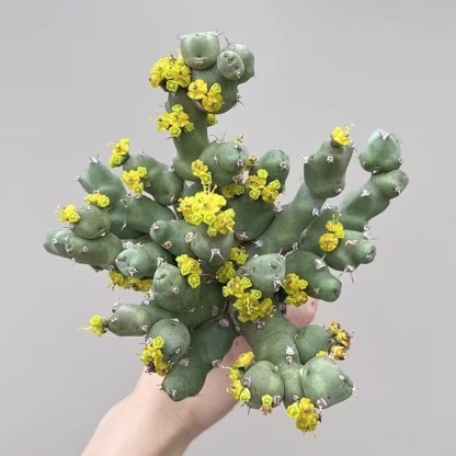 5-10cm Euphorbia clivicola 