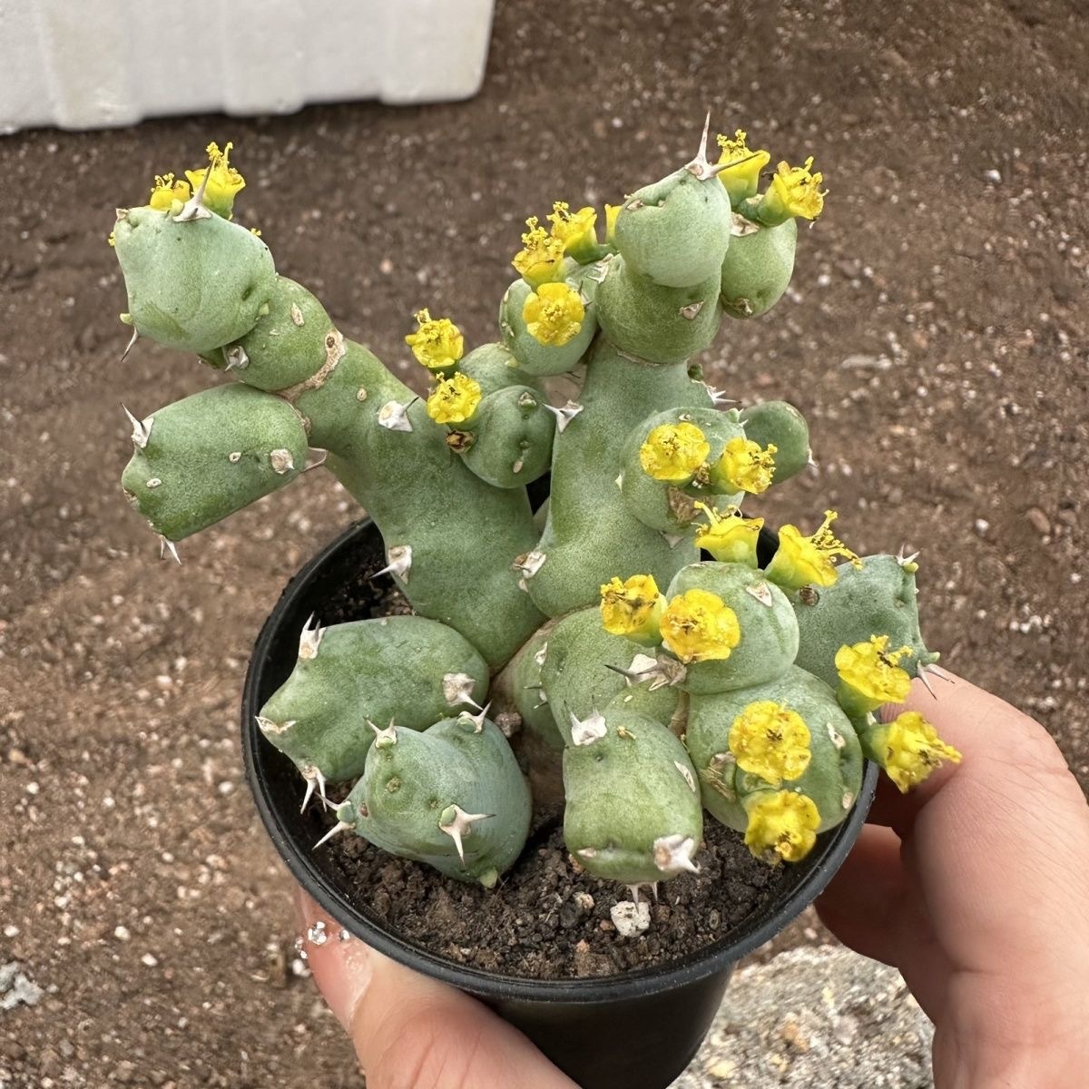 5-10cm Euphorbia clivicola 
