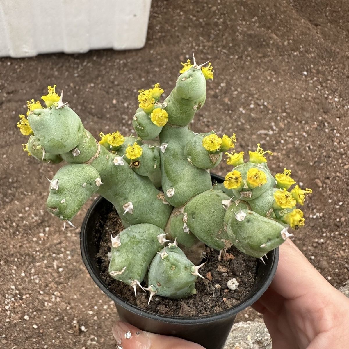 5-10cm Euphorbia clivicola 