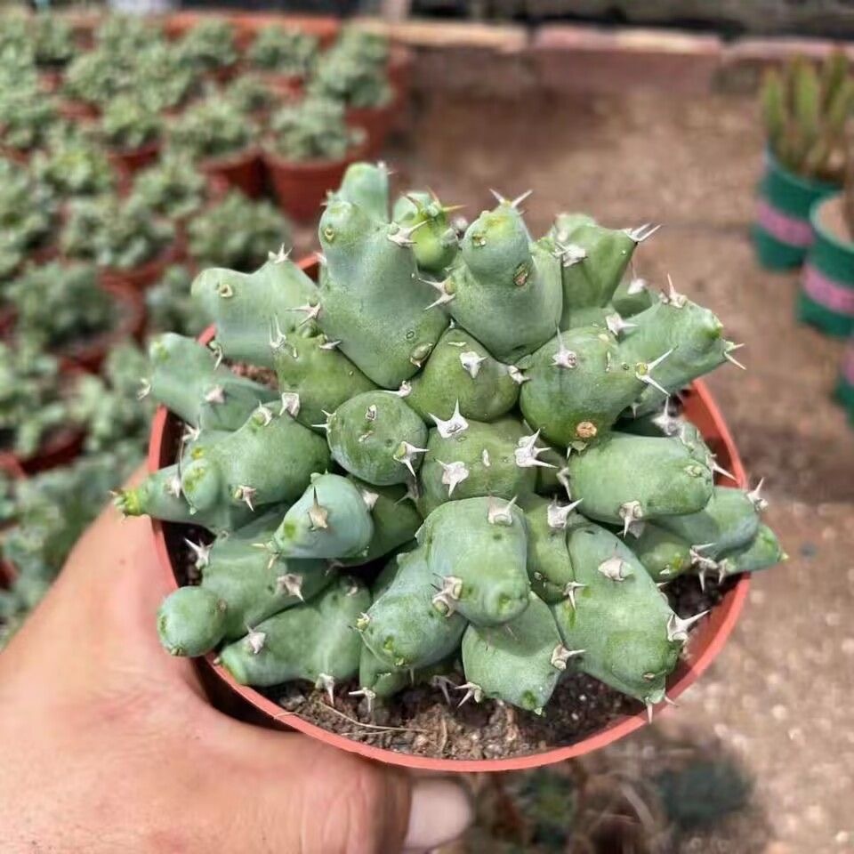 5-10cm Euphorbia clivicola 