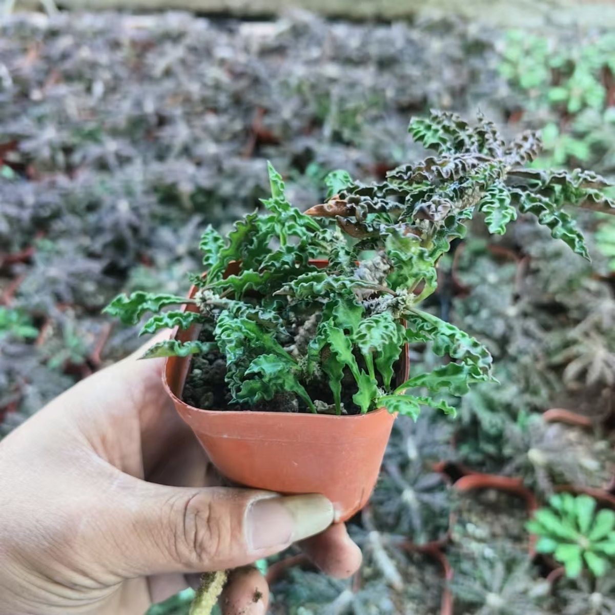 5-10cm Euphorbia decaryi Guillaumin（Remove some leaves）