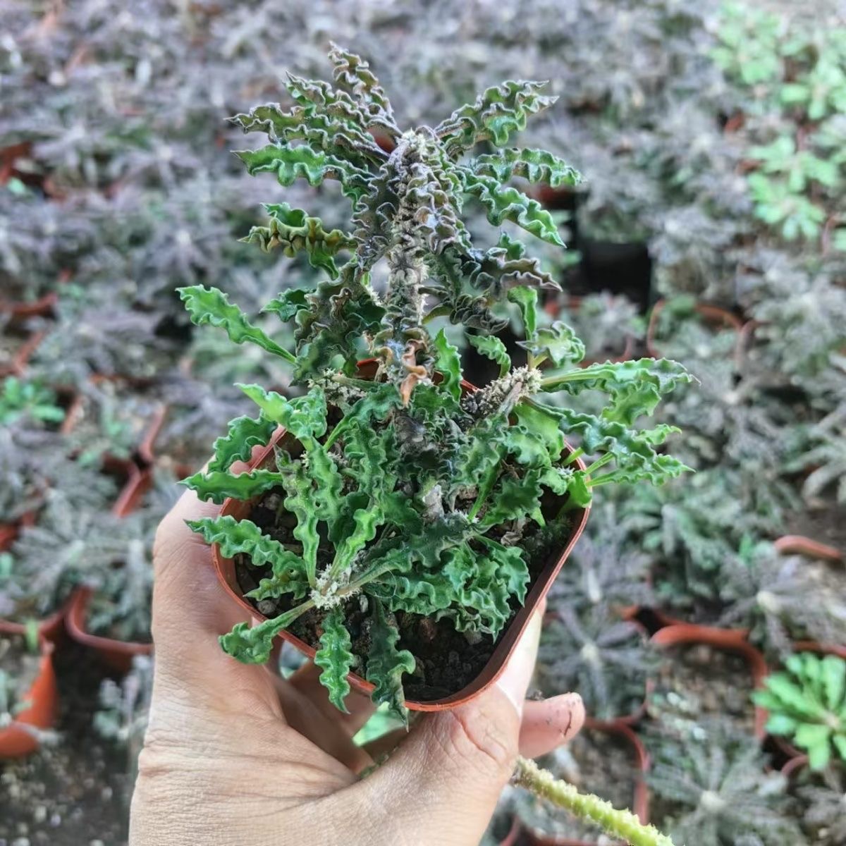 5-10cm Euphorbia decaryi Guillaumin（Remove some leaves）