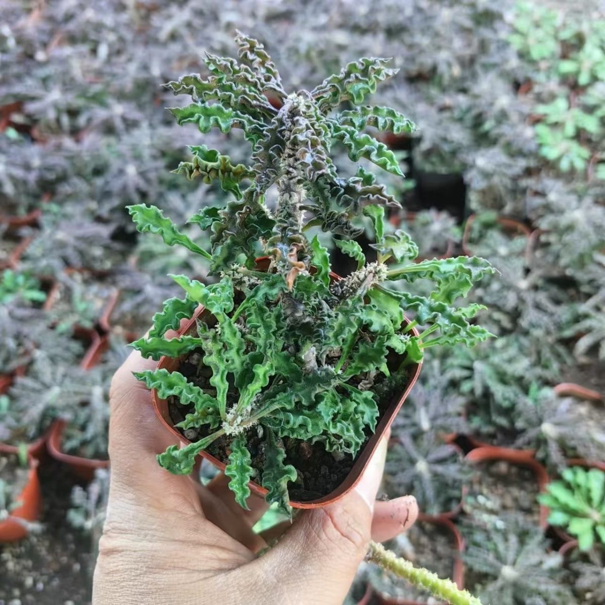 5-10cm Euphorbia decaryi Guillaumin（Remove some leaves）