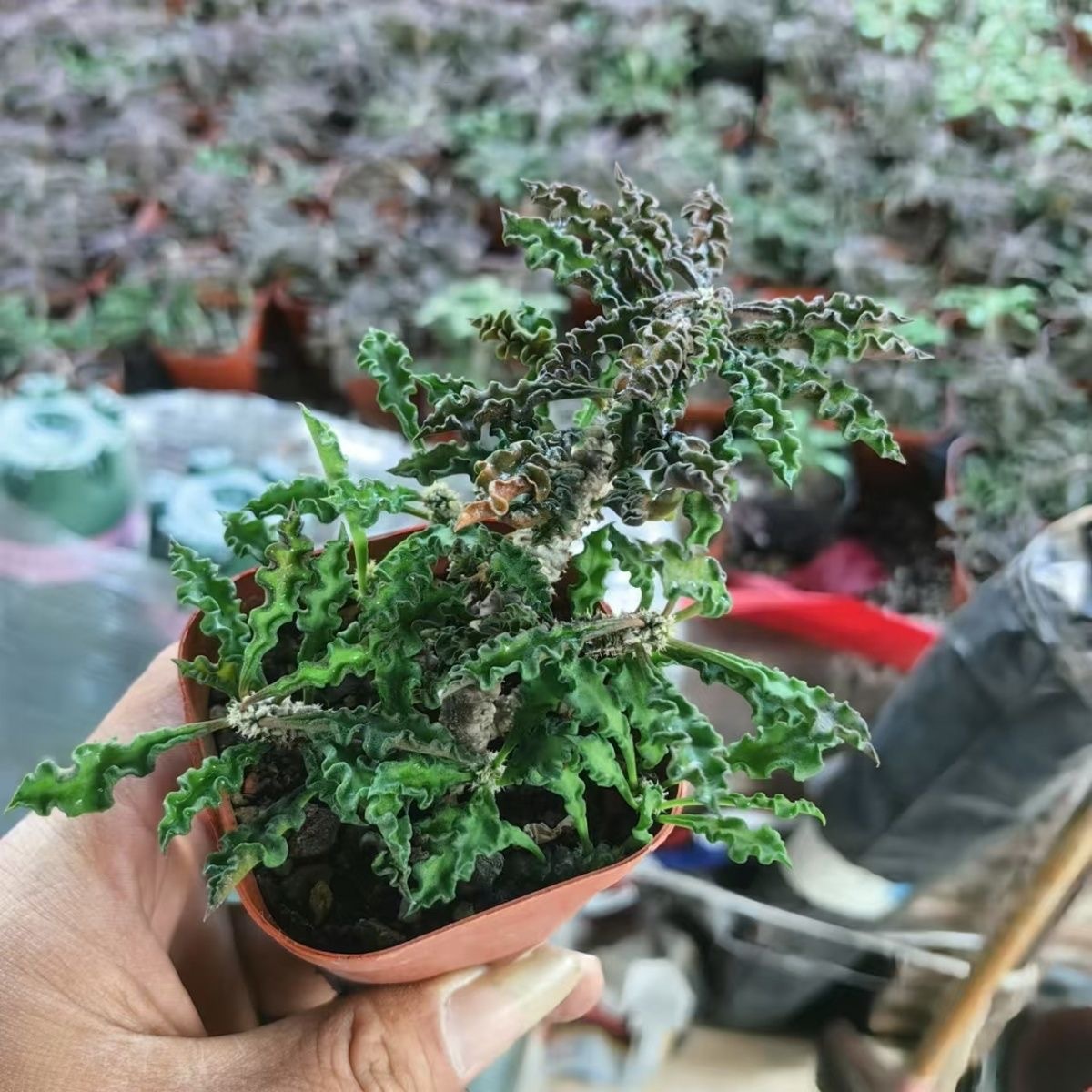 5-10cm Euphorbia decaryi Guillaumin（Remove some leaves）