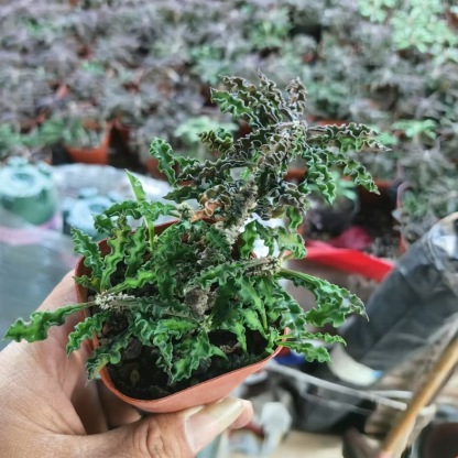 5-10cm Euphorbia decaryi Guillaumin（Remove some leaves）