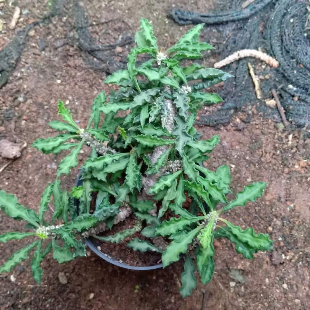 5-10cm Euphorbia decaryi Guillaumin（Remove some leaves）