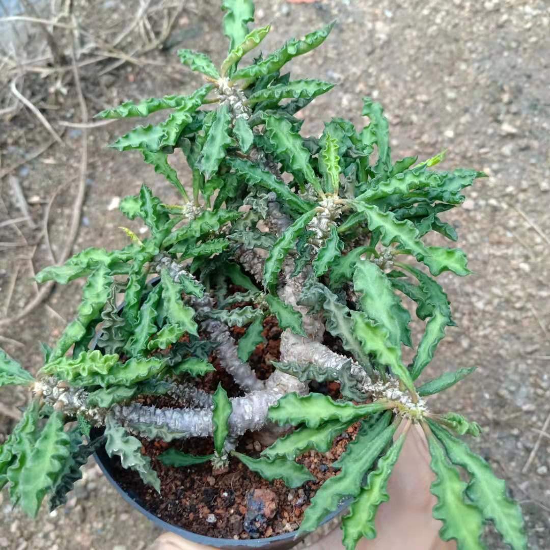5-10cm Euphorbia decaryi Guillaumin（Remove some leaves）