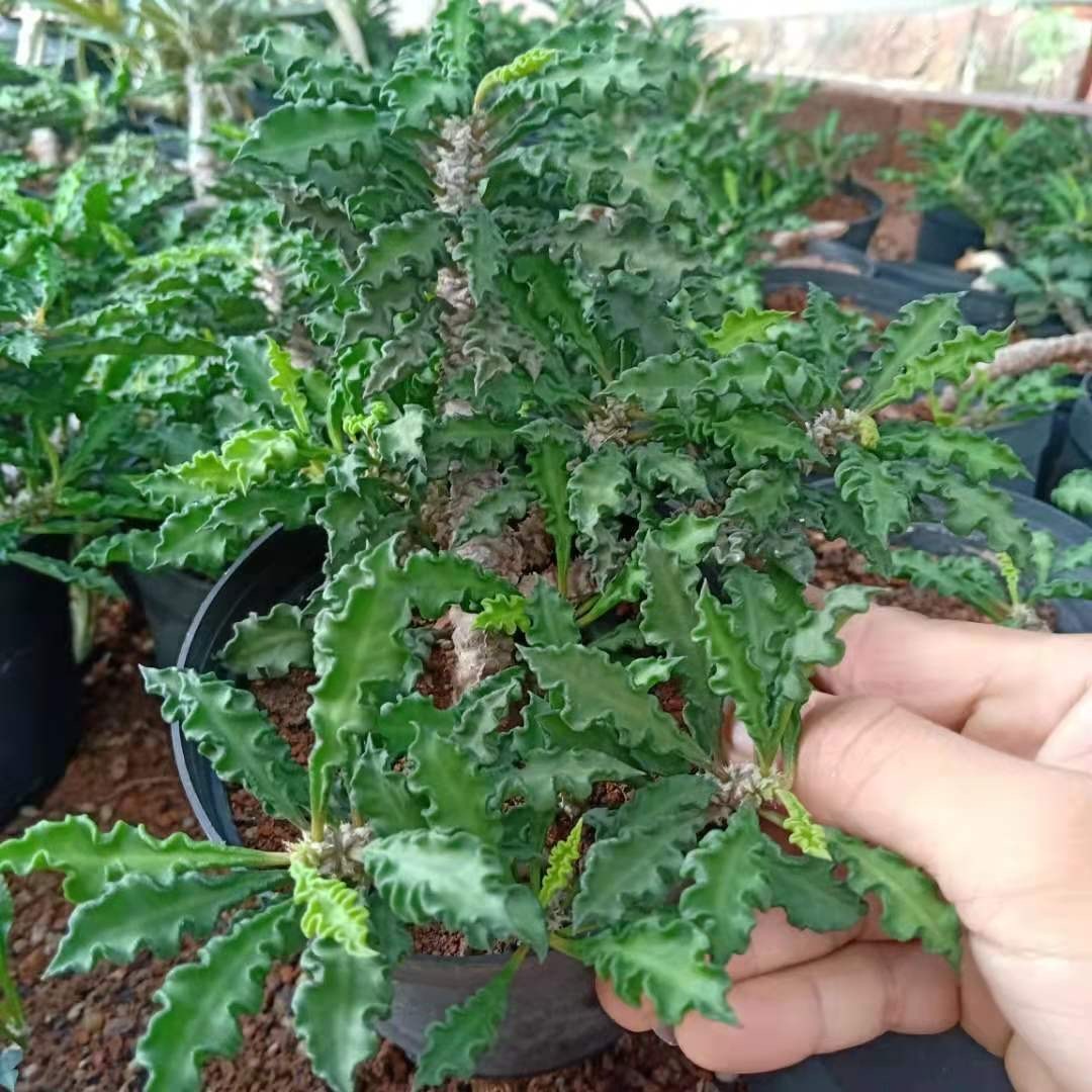 5-10cm Euphorbia decaryi Guillaumin（Remove some leaves）