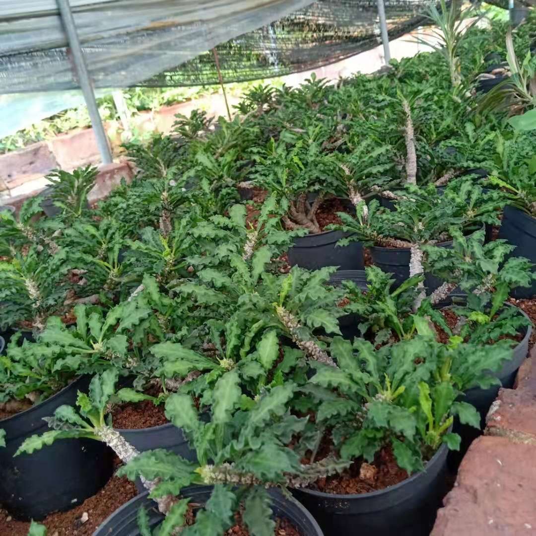 5-10cm Euphorbia decaryi Guillaumin（Remove some leaves）