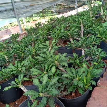 5-10cm Euphorbia decaryi Guillaumin（Remove some leaves）