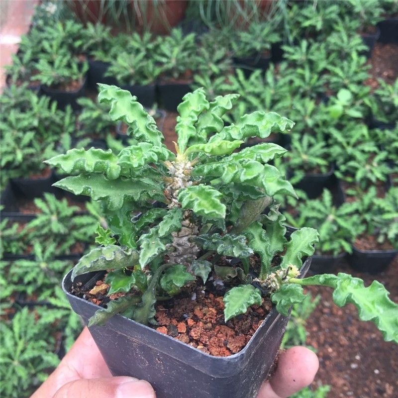 5-10cm Euphorbia decaryi Guillaumin（Remove some leaves）