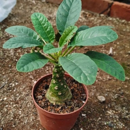 5-10cm Dorstenia crispa Engl（Remove some leaves）