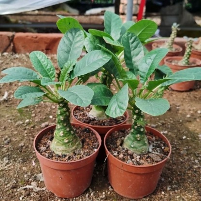 5-10cm Dorstenia crispa Engl（Remove some leaves）