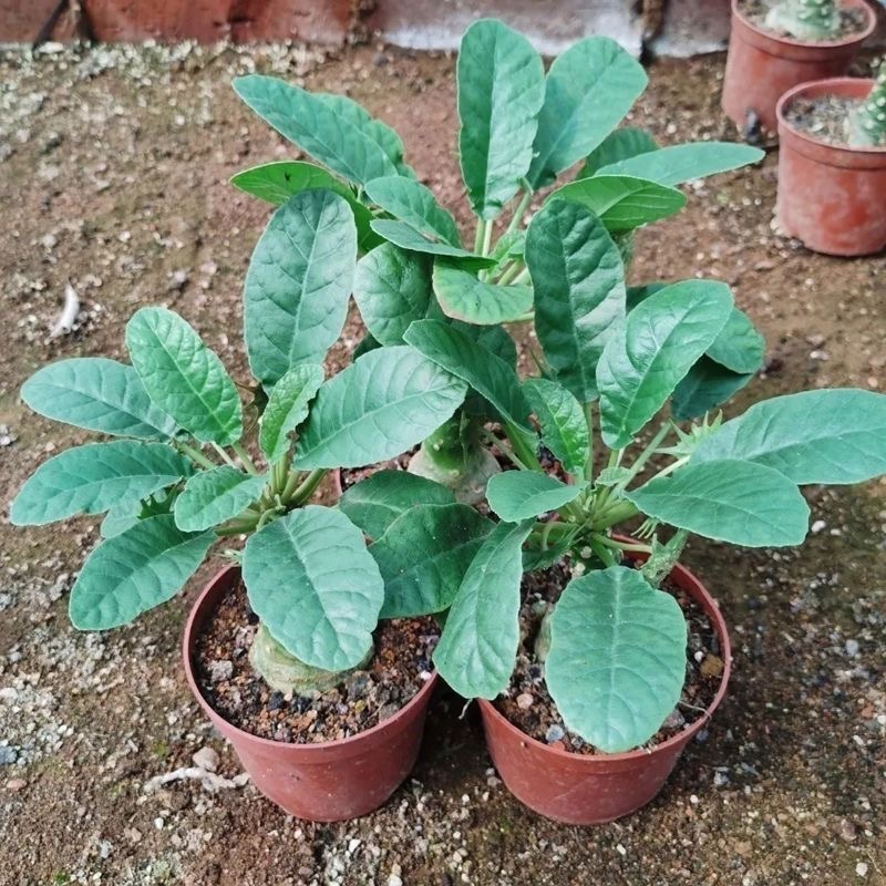5-10cm Dorstenia crispa Engl（Remove some leaves）