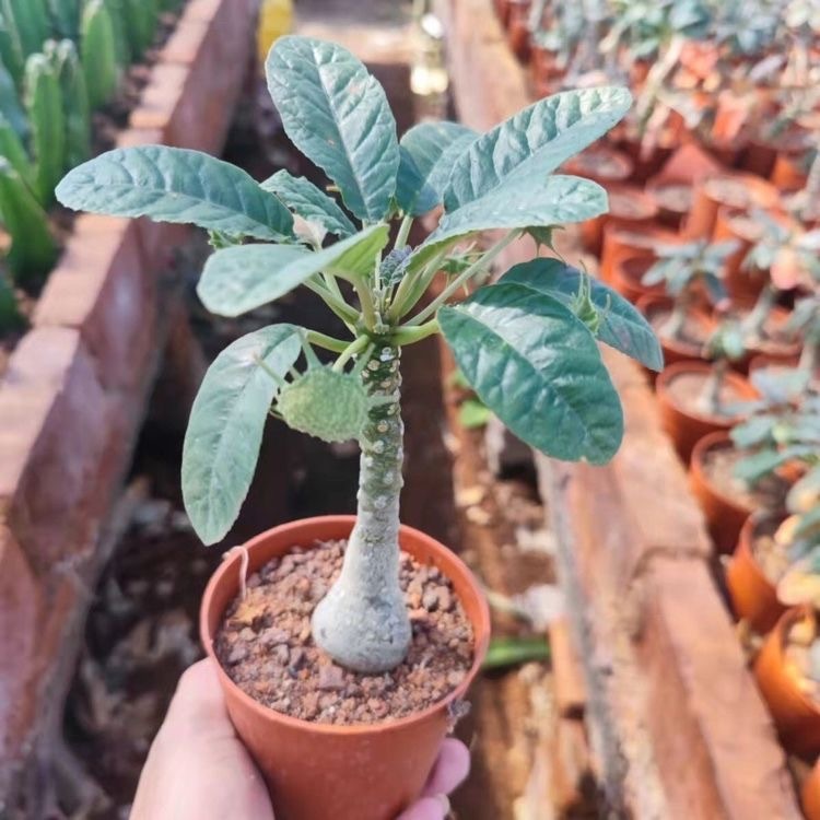 5-10cm Dorstenia crispa Engl（Remove some leaves）