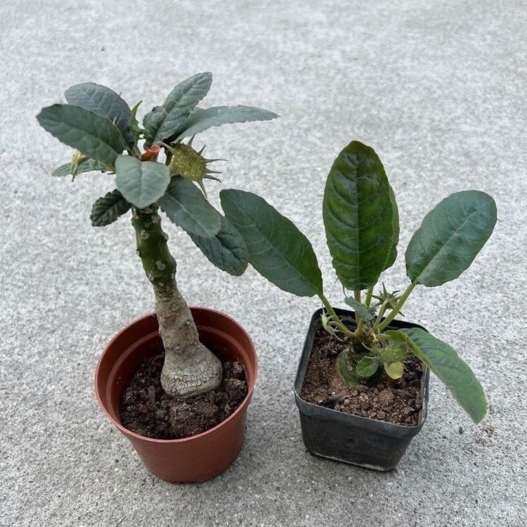 5-10cm Dorstenia crispa Engl（Remove some leaves）