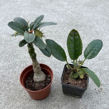 5-10cm Dorstenia crispa Engl（Remove some leaves）