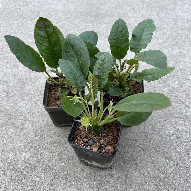 5-10cm Dorstenia crispa Engl（Remove some leaves）