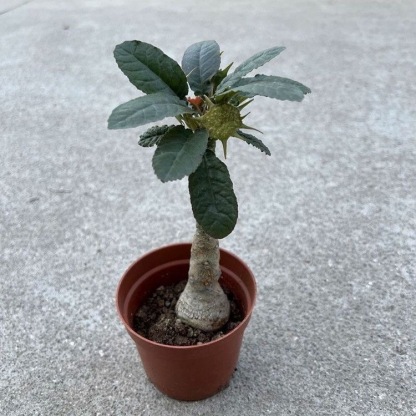 5-10cm Dorstenia crispa Engl（Remove some leaves）